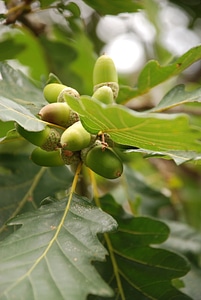 Fruits oak nature