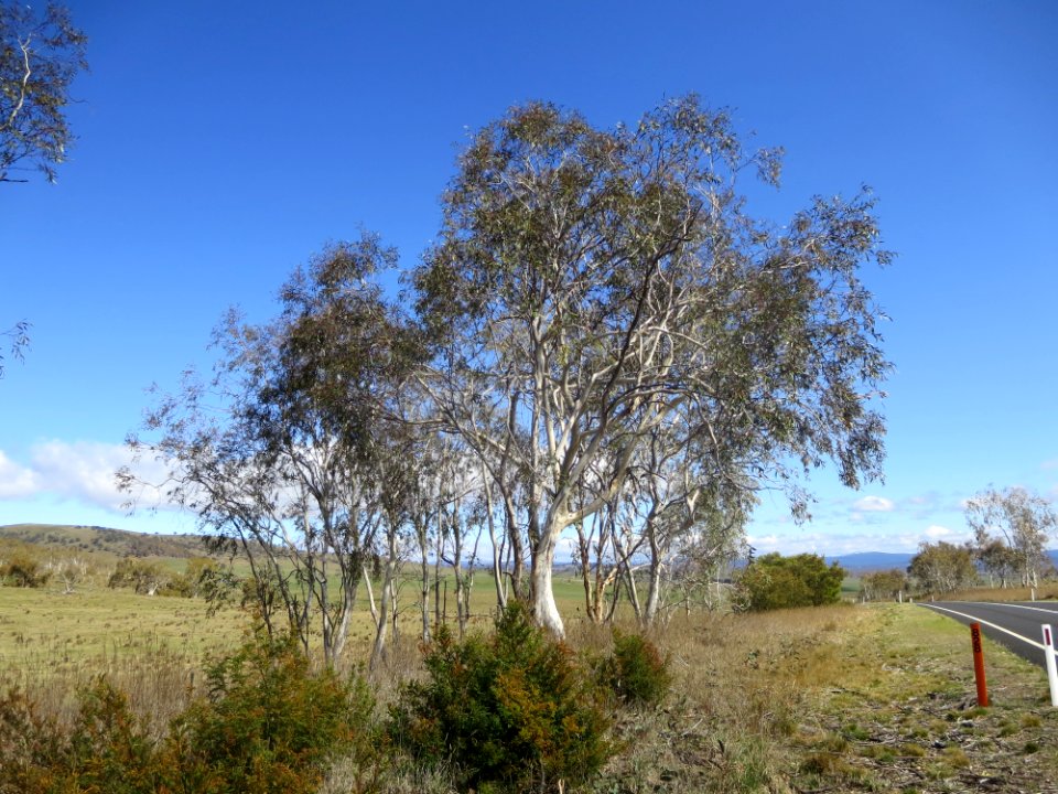 Eucalyptus Lacrimans