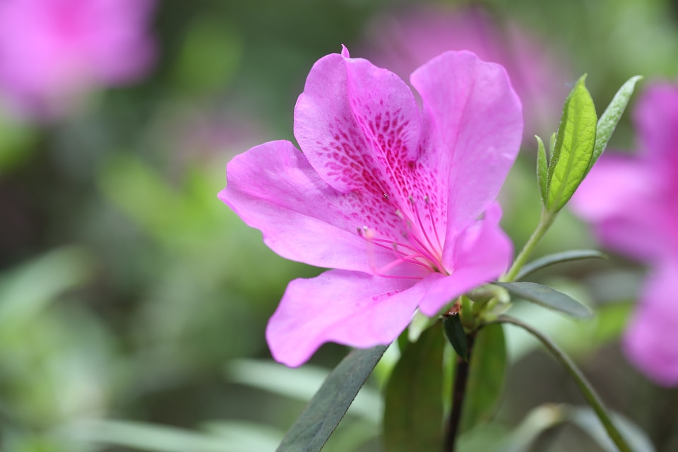Spring plant nature