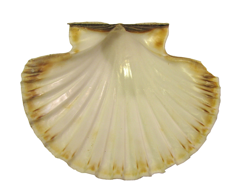 Scallop nature molluscum