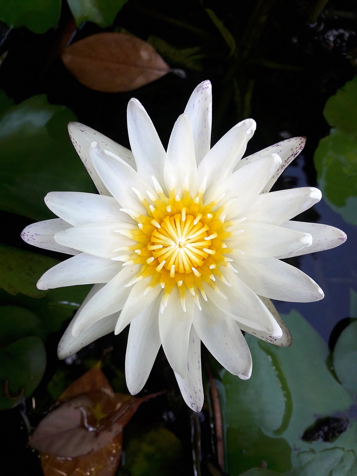 Flowers green white lotus