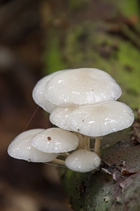 Nature mushroom forest