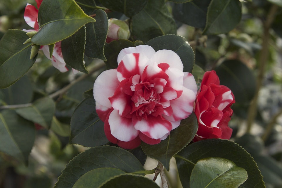 Camellia japonica flora flowers bloom photo