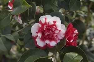 Camellia japonica flora flowers bloom