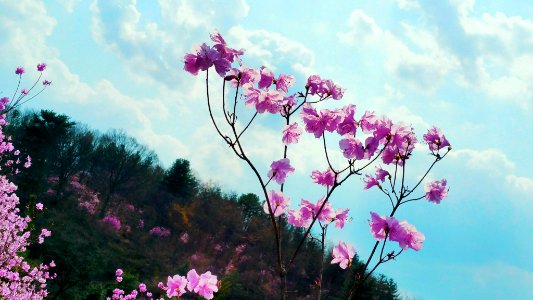 April 11, 2019  jin dal lae