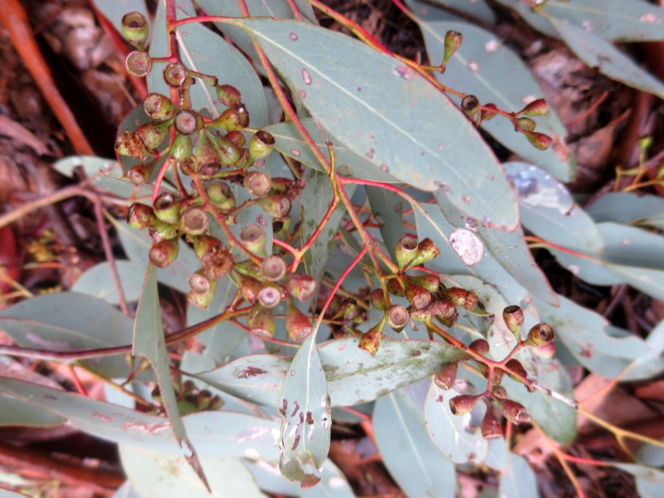 Eucalyptus Polyanthemos