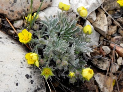 Early cinquefoil