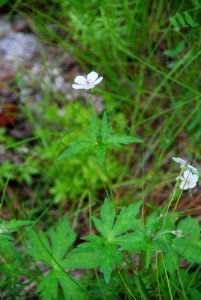 Richardson's geranium