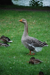 Duck bird water bird plumage photo