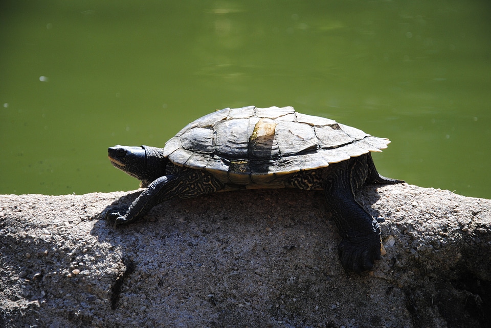Wildlife ocean aquatic
