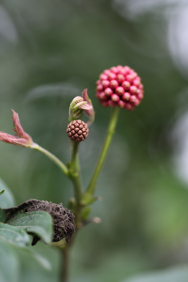 Plant nature grow