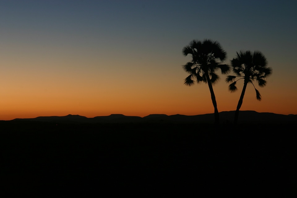 Sun set palm tree horizon photo