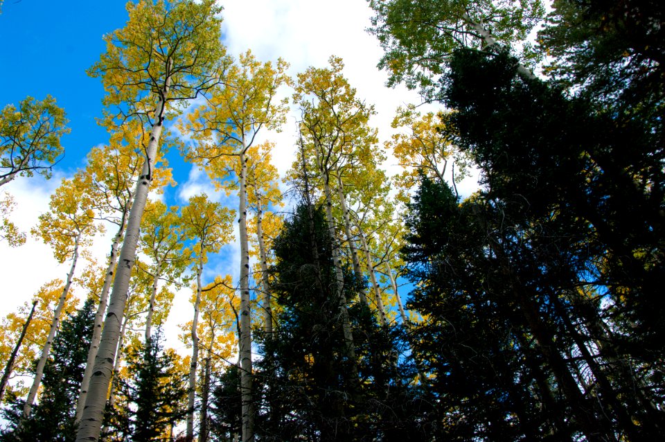 20151004-FS-Coconino-DLS-001