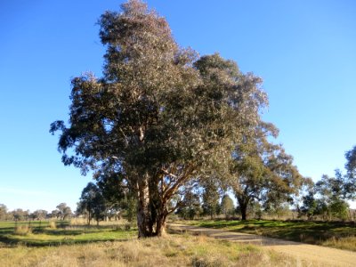 Eucalyptus Blakelyi X Dealbata