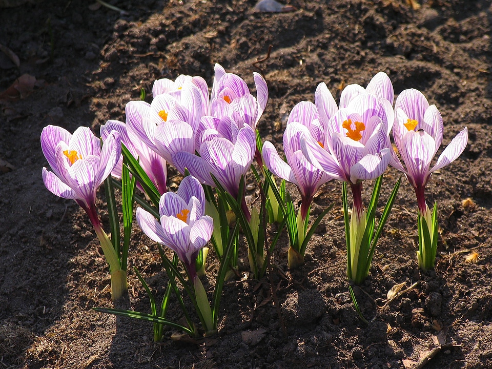Spring bloom pale lilac flower