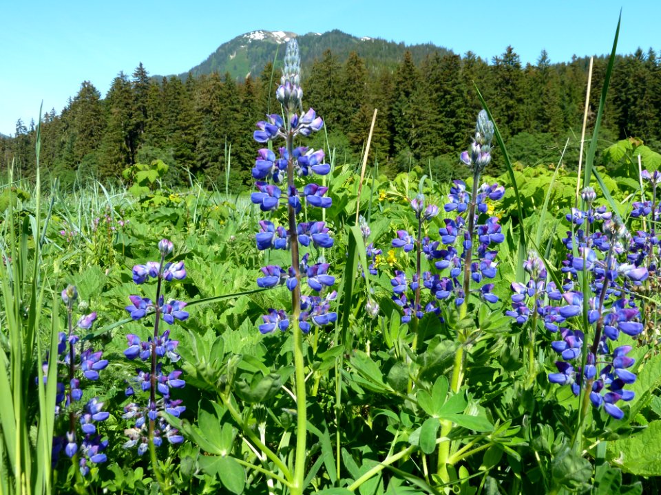 20110607-FS-Tongass-DM-007