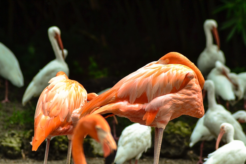 Nature colorful wildlife