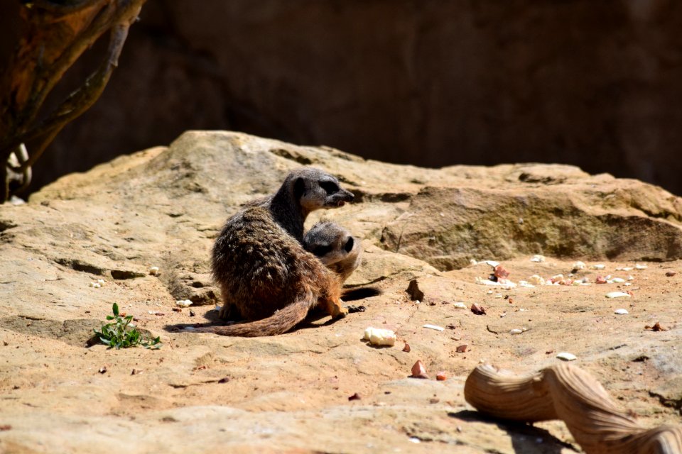 Suricate protector