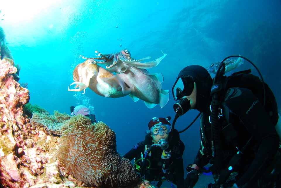Underwater sea scuba photo