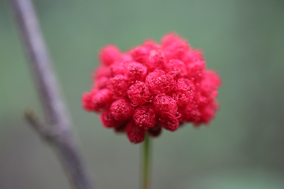 Plant nature grow