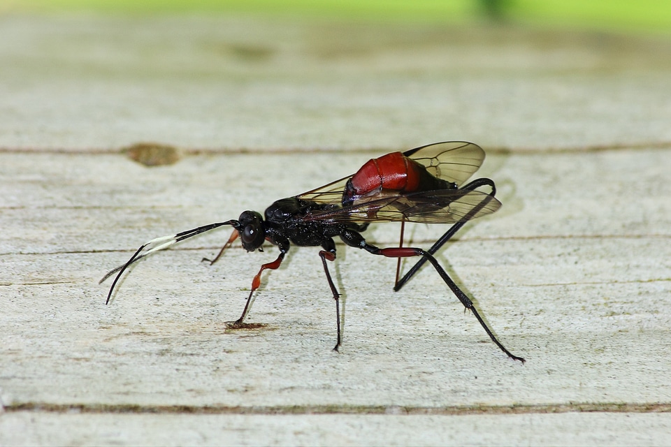 Insect animal close up