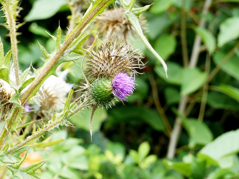 Prickly nature plant