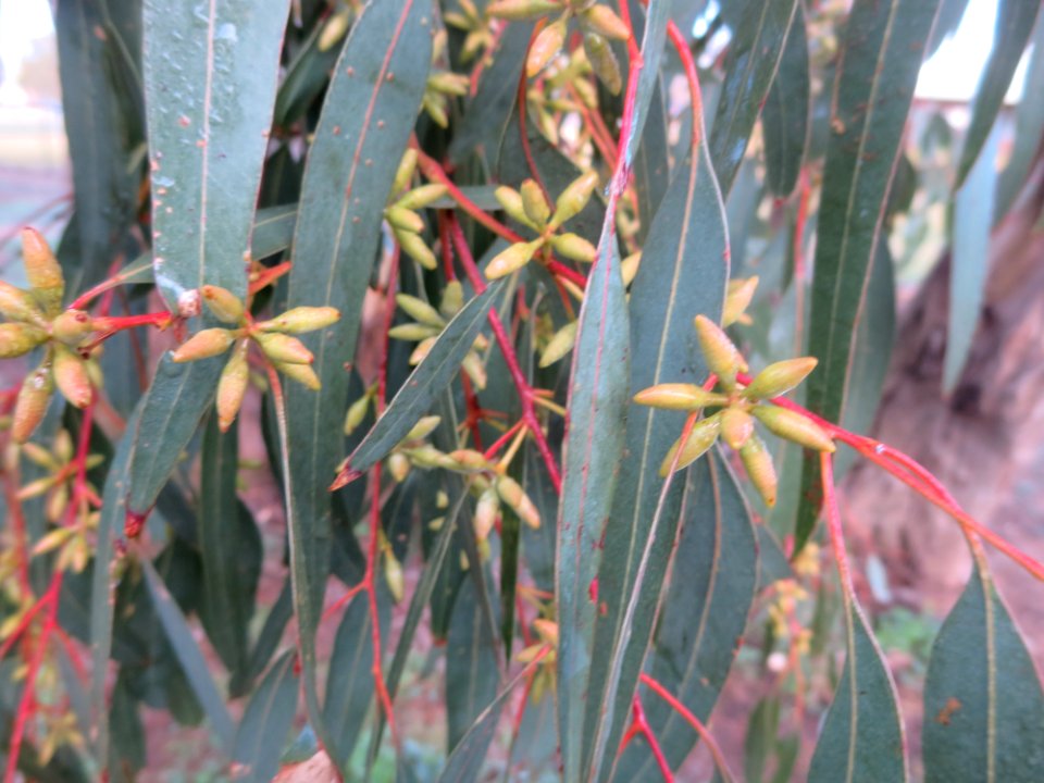Eucalyptus Blakelyi