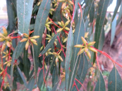 Eucalyptus Blakelyi