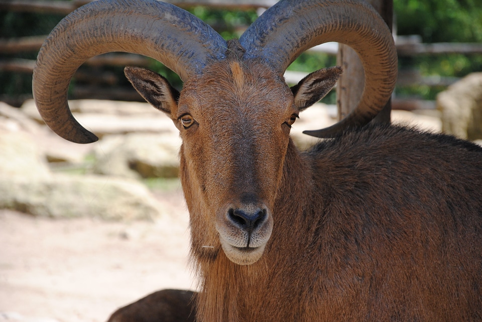 Wild wildlife horned