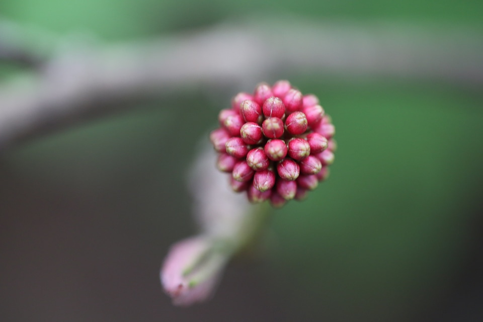 Plant nature grow