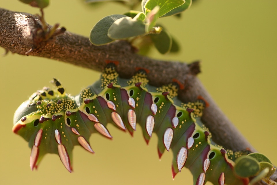 Close-up larva wildlife