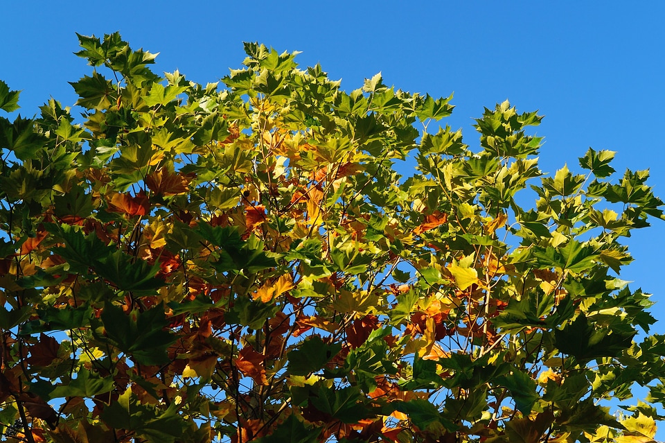 Golden autumn tree in the fall sky