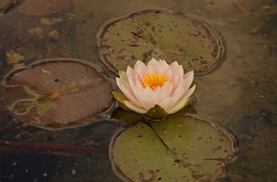 Bud pond lake rose