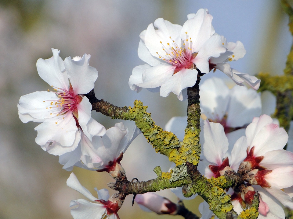 Spring spring awakening flowers