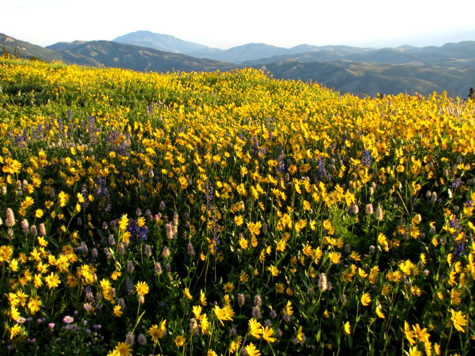 20110813-FS-Uinta-MM-003