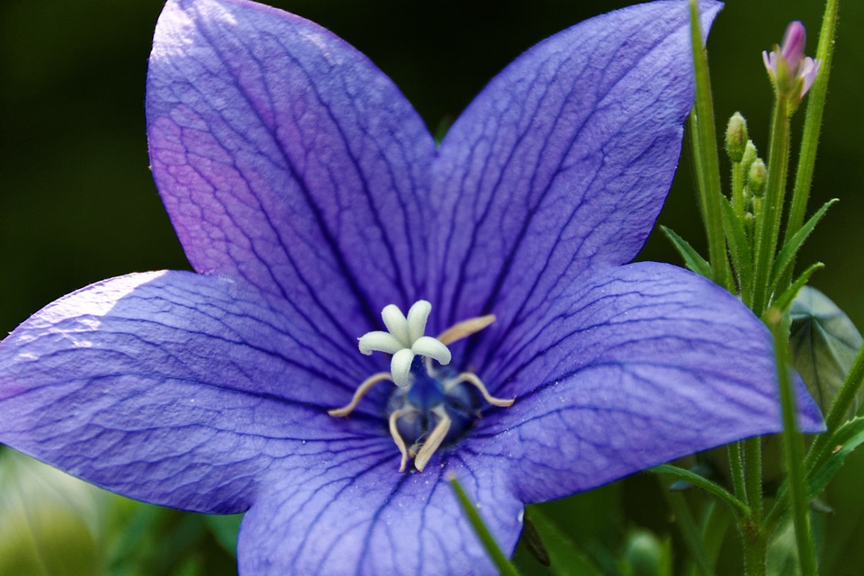 Blossom bloom flower