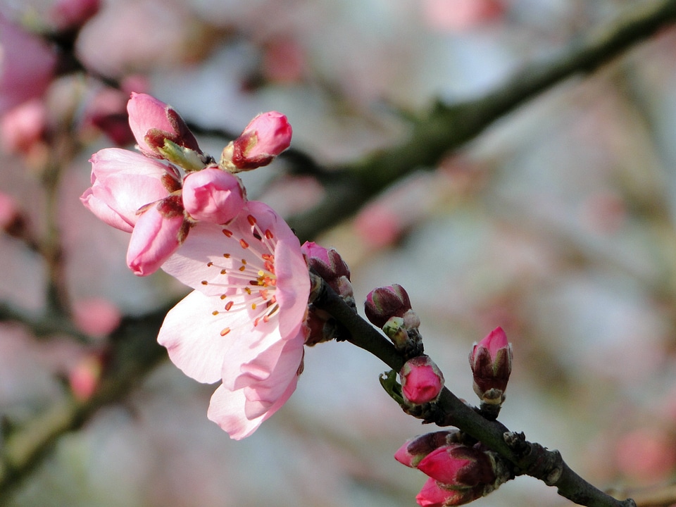 Spring spring awakening flowers
