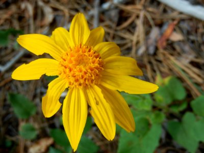Heartleaf arnica