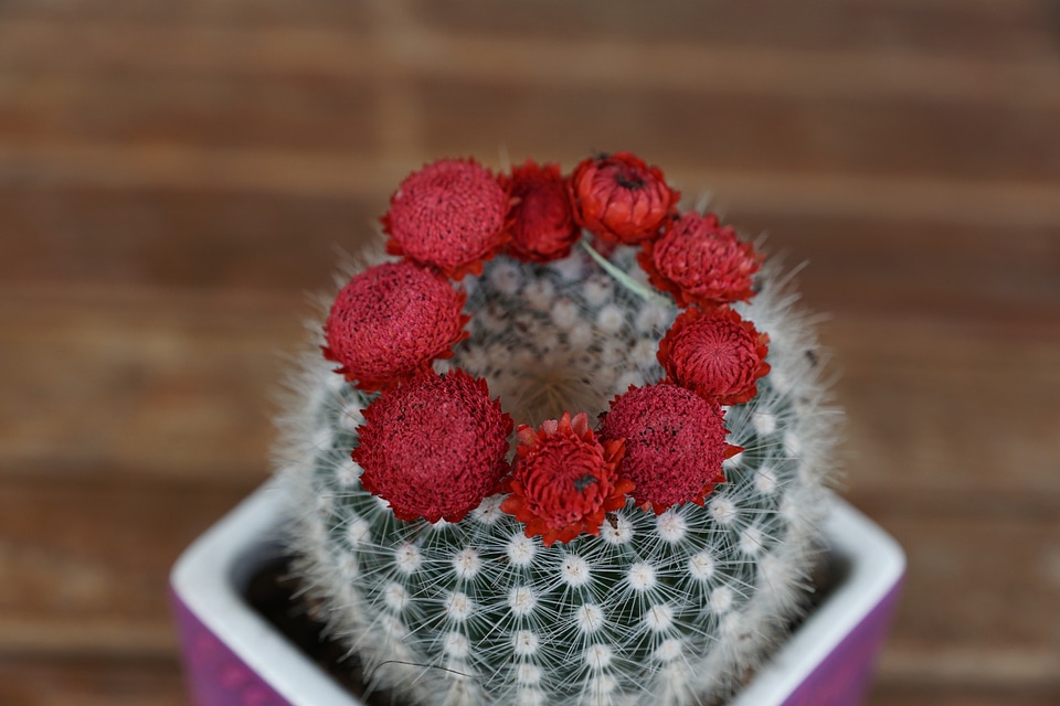 Spur succulent spring