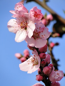 Spring spring awakening flowers photo