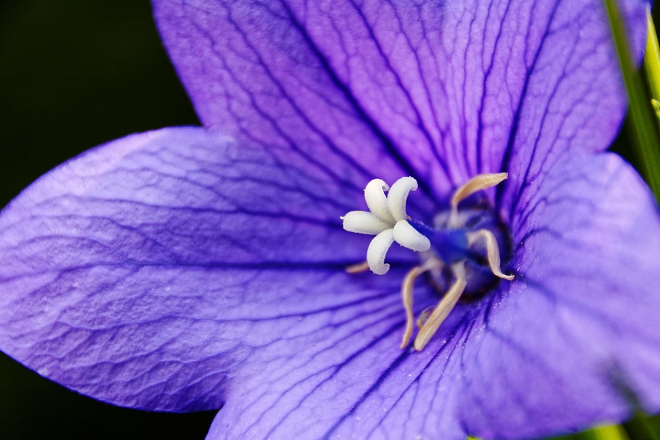 Blossom bloom flower