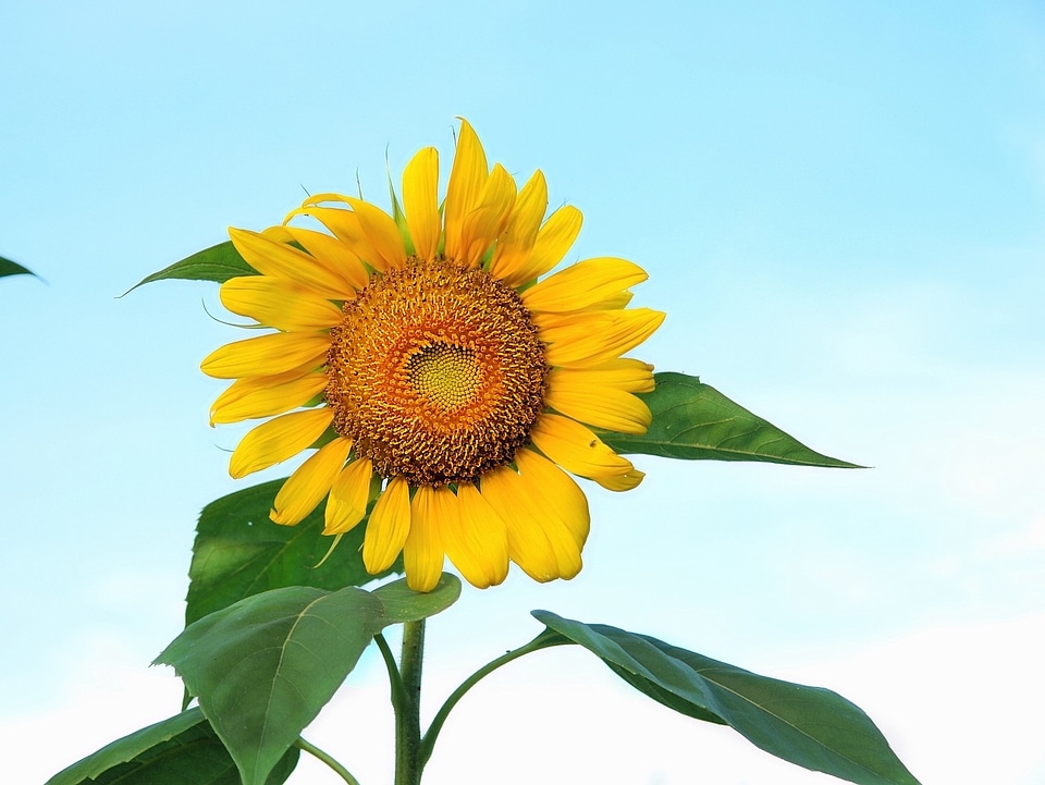 Flower yellow nature photo