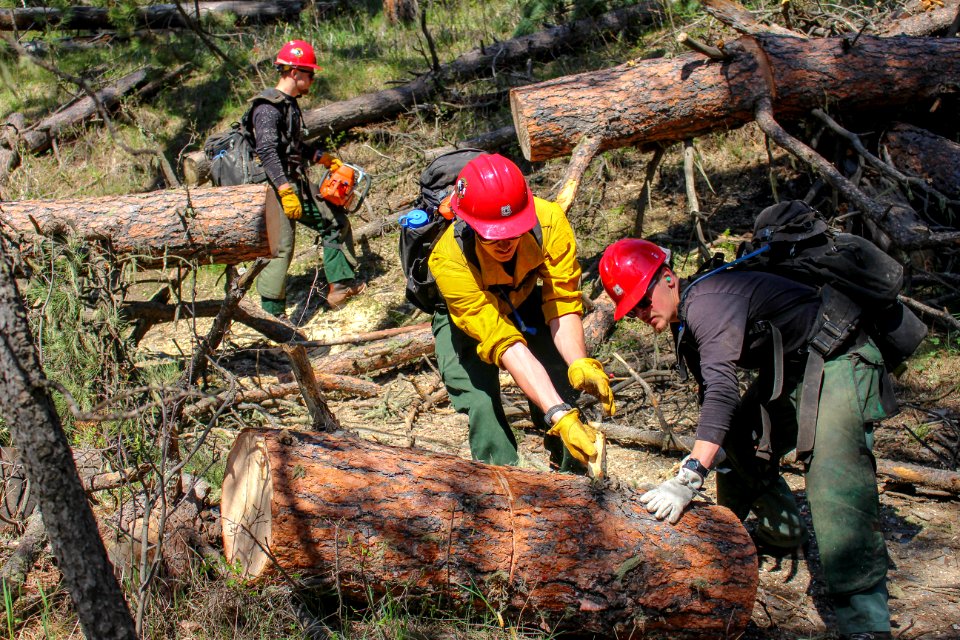 Tatanka Hotshots Cut Trees off of Centennial Trail