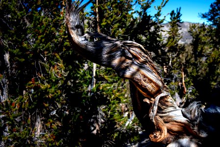 20181019-FS-Inyo-CMR-029