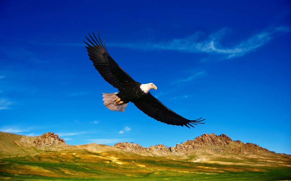 Vegetation nature birds