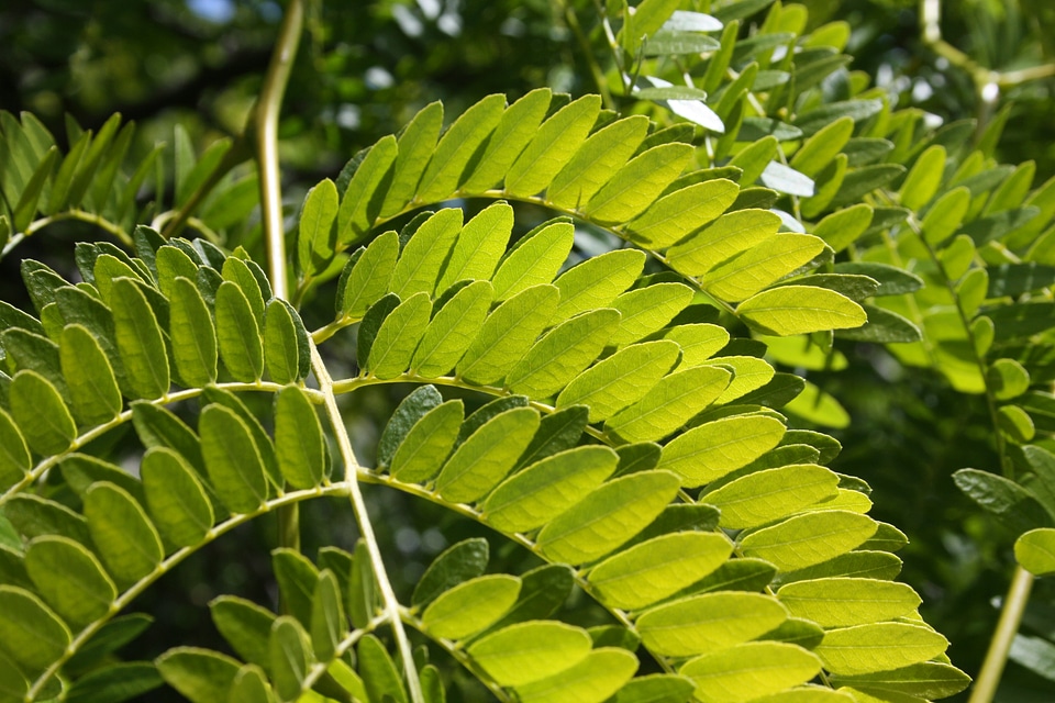 Forest environment foliage