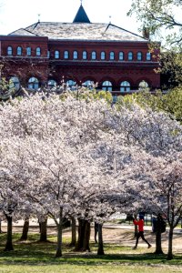 20190401-FS-CherryBlossoms-LSC-031