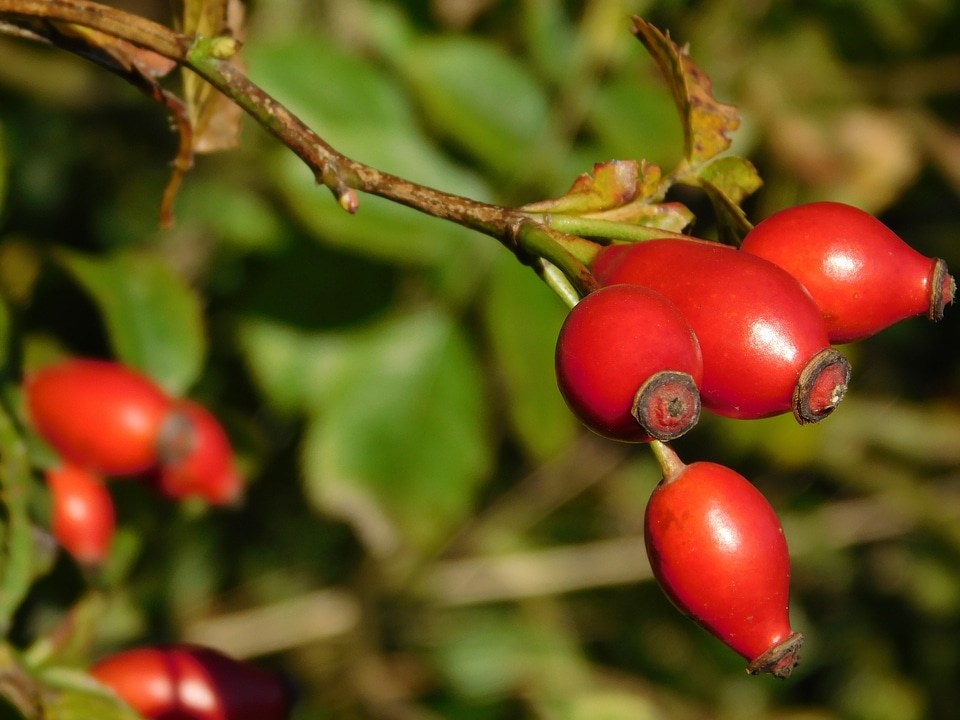 Fruit nature autumn