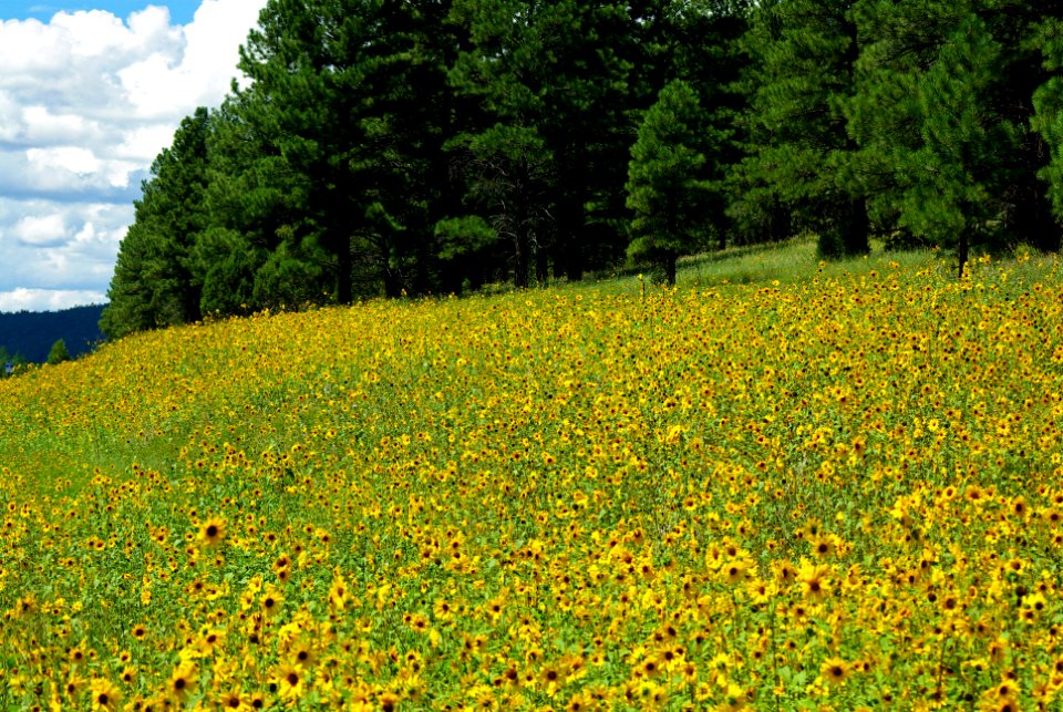 20100822-FS-Coconino-GG-002