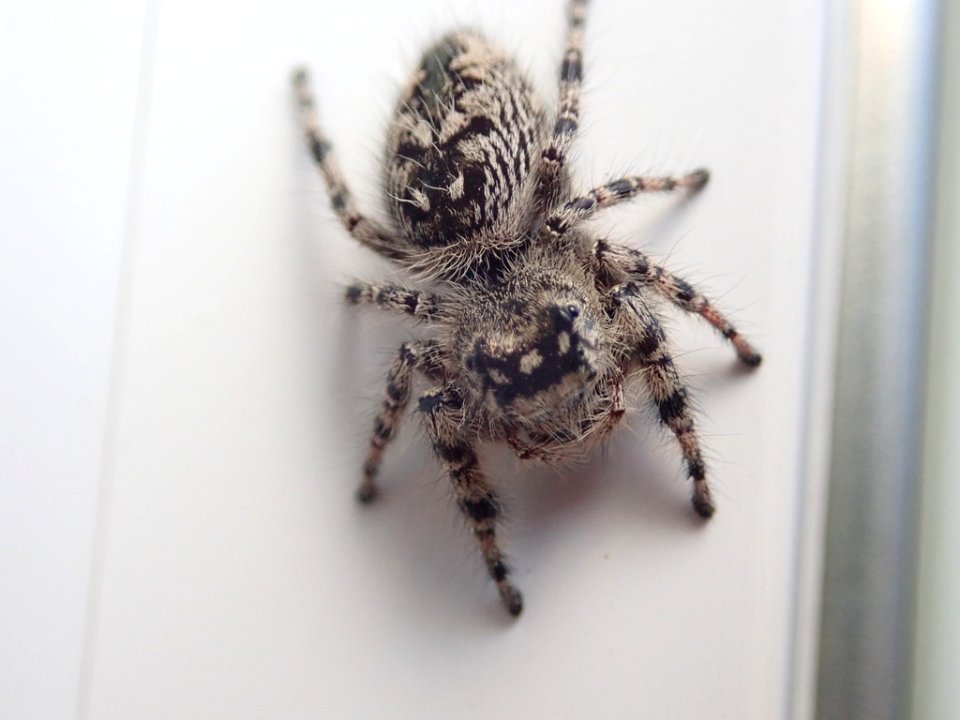 Canopy jumping spider